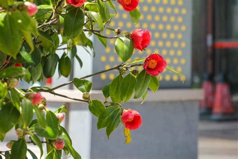 茶花 風水|茶花的风水寓意和禁忌